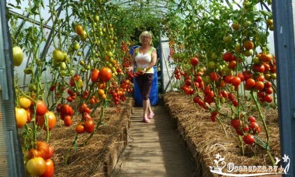 roșii Tall - recoltă de 10 ori mai mult decât de obicei! (Tomate) roșii Tall - recoltă de 10 ori mai mult decât de obicei!