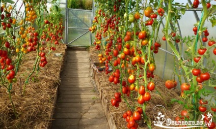 roșii Tall - recoltă de 10 ori mai mult decât de obicei! (Creștere de tomate înalt) roșii Tall - recoltă de 10 ori mai mult decât de obicei!