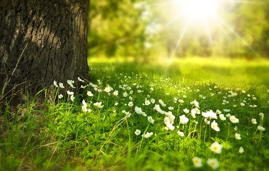 Vitamina D (în ceea ce alimente contin vitamina D) vitamina d