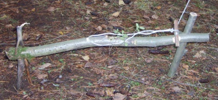 Supraviețuirea în pădure - cum să supraviețuiască în pădure, de supraviețuire de iarnă în pădure, regulile de supraviețuire în pădure, internetul (pădure) Supraviețuirea în pădure - cum să supraviețuiască în pădure, supraviețuirea de iarnă în pădure, regulile de supraviețuire în pădure on-line
