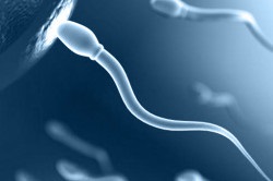 Efectul antibioticelor asupra spermei modul în care acestea afectează concepția (antibiotice) proces Efectul antibioticelor asupra spermei modul în care acestea afectează procesul de concepție