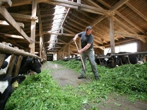 Efectul diferitelor feed-uri pentru gustul laptelui (influență) Efectul diferitelor fluxuri pe aromă de lapte