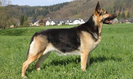 Alsacian caracteristici de câine rasa, fotografii, spre deosebire de real (câine alsacian) german, Caracteristici alsaciene câine rasa, fotografii, spre deosebire de germană, comentarii