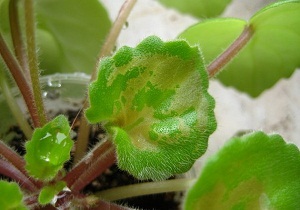 Daunatori fotografii și modul de Plante de casa lupte (dăunătorilor din sol de plante de interior) cu ele Daunatori fotografii și cum să Plante de casa lupta ei