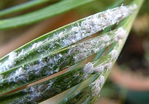 fotografii Dăunători și cum să Plante de casa face cu ei (cum să se ocupe cu dăunători houseplants) Daunatori fotografii și cum să Plante de casa lupta ei