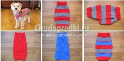 De tricotat pentru câini cu mâinile lor (lor) De tricotat pentru câini cu propriile lor mâini
