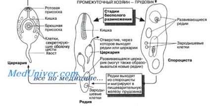 gălbează Adult (sporocyst) gălbează adult