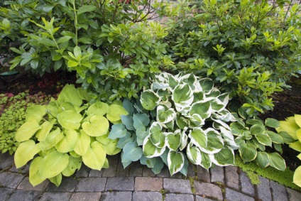aterizare gazdă, îngrijire, tipuri (rubKUPIT Română Garden) Gazdă aterizare, de îngrijire, tipuri