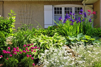 aterizare gazdă, îngrijire, tipuri (rubKUPIT Română Garden) Gazdă aterizare, de îngrijire, tipuri