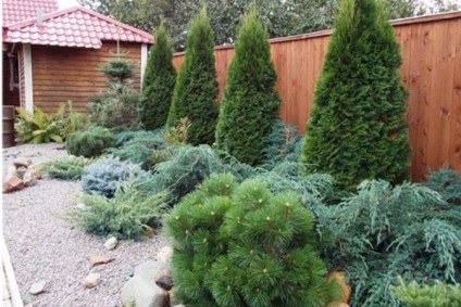 conifere și arbuști în porțiunea de amenajare a teritoriului (arbori) conifere și arbuști în porțiunea de amenajare a teritoriului
