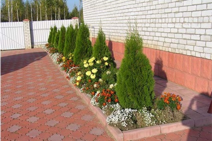 conifere și arbuști în porțiunea de design peisagistic (porțiune) conifere și arbuști în porțiunea de amenajare a teritoriului
