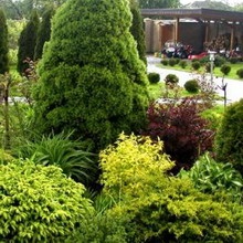 coniferelor din conifere peisaj de design fotografie în proiectarea de grădină, zone cu plante conifere (conifere) coniferelor din conifere peisaj de design fotografie în proiectarea de grădină, zone cu conifere