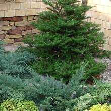 coniferelor din conifere peisaj de design fotografie în proiectarea de grădină, zone cu plante conifere (arbori) coniferelor din conifere peisaj de design fotografie în proiectarea de grădină, zone cu conifere