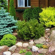 coniferelor din conifere peisaj de design fotografie în proiectarea de grădină, zone cu conifere (foto) coniferelor din conifere peisaj de design fotografie în proiectarea de grădină, zone cu conifere