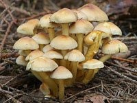 Otrăvitor și descrierea speciilor de ciuperci (fungi) Otrăvitoare descriere ciuperci și tipuri