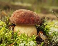 Otrăvitor și descrierea speciilor de ciuperci (toxic) Otrăvitoare descriere ciuperci și tipuri