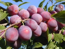 beneficii de prune, fructe de pădure rău și descrierea cu fotografii (rău) beneficii bace de prune, rău și descrierea cu fotografii