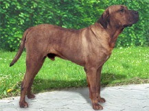 rase de câini japonezi (câini de vânătoare Bred) rase de câini japoneze