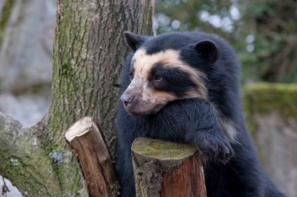 America de Sud plante și animale care o populează (America) Plante America de Sud și animale care o populează