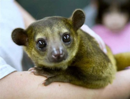 Plante din America de Sud și animale că (planta) populează Plante America de Sud și animale care o populează