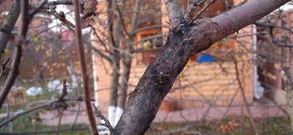 Boli de mere 4 cele mai frecvente și periculoase (măr) Boala de mere 4 cele mai frecvente și periculoase