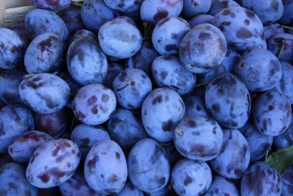 Bare de prune - cum se reciclează o recoltă mare (de reciclare) Bare de prune - cum se reciclează o recoltă mare