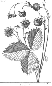 viridis Fragaria (verde) viridis Fragaria