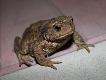 Toad de Feng Shui mascota (monetare) pentru a atrage bani (atracție) Toad de Feng Shui mascota (monetare) pentru a atrage bani