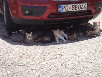 Se încălzește (19 poze) (fotografii) Se încălzește (19 poze)