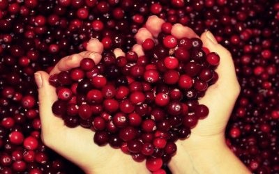 alimente colagoge cu staza biliară (produse) alimente Bilă cu stază biliară