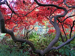 Giverny - grădina lui Claude Monet, amenajare a teritoriului parcuri și grădini (grădini de Claude Monet în Giverny) Giverny - grădina lui Claude Monet, amenajare de grădini și parcuri
