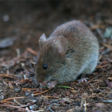 Animalele de la A la Z (Voles unitate de familie Khomyakov) Animalele de la A la Z