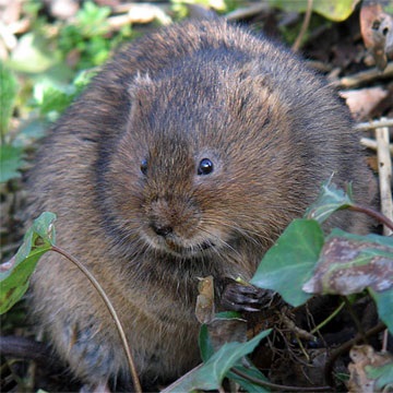 Animalele de la A la Z (Khomyakov de rozătoare) Animalele de la A la Z