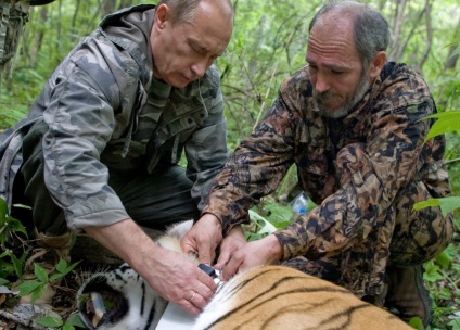 Animale Putin cine (animale) Animale Putin cine