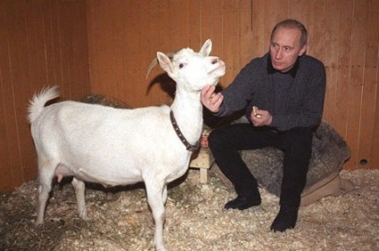 Animale Putin cine (Putin) Animale Putin cine