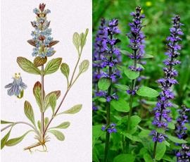 Ajuga reptans (ayuga) imagine, proprietăți medicinale, aplicare, cura (târâtor) Ajuga reptans (ayuga) imagine, proprietăți medicinale, aplicare, terapie