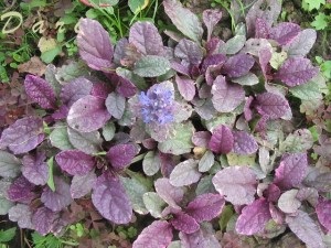 Ajuga reptans (ayuga) - proprietăți medicinale, preparare, utilizare și contraindicații (proprietăți) Ajuga reptans (ayuga) - proprietăți medicinale, preparare, utilizare și contraindicații