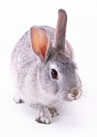 viața Hare la domiciliu (silvicultură și agricultură) viața Hare la domiciliu