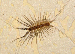 Bug-uri în apartament - ce să facă (apartament) Bug-uri în apartament - ce să facă
