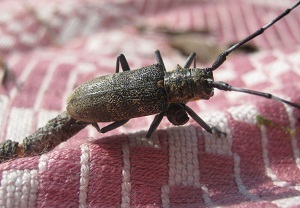 Beetle - imagine mreană de insecte, pericole și căile de distrugere sale (de pericol) Beetle - insecte imagine mreană, pericole și moduri de a ucide sale