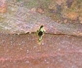 Imaginea Beetle Sawyer gândacul mreană în casă pentru a scăpa de gandac mreană deztsentr-Rus (casă) fotografie mreană Beetle, mreană gândacul în casă pentru a scăpa de gandac mreană deztsentr-Rus