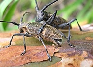Imaginea Beetle Sawyer gândacul mreană în casă pentru a scăpa de gandac mreană deztsentr-Rus (gândacul) fotografie mreană Beetle, mreană gândacul în casă pentru a scăpa de gandac mreană deztsentr-Rus