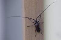 Imaginea Beetle Sawyer gândacul mreană în casă pentru a scăpa de gandac mreană deztsentr-Rus (a scăpa de) fotografie mreană Beetle, mreană gândacul în casă pentru a scăpa de gandac mreană deztsentr-Rus