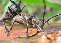 Imaginea Beetle Sawyer gândacul mreană în casă pentru a scăpa de gandac mreană deztsentr-Rus (mreană) fotografie mreană Beetle, mreană gândacul în casă pentru a scăpa de gandac mreană deztsentr-Rus