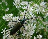 fotografie mreană Beetle, mreană gândacul în casă pentru a scăpa de gandac mreană deztsentr-Rus