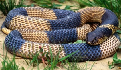 Snake cerere rețete de ulei de păr (cerere) ulei de sarpe pentru rețete de aplicare a părului