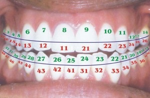 Dentiției unui adult și un copil - și decodare schema (uman) Dentiției unui adult și un copil - și circuitul de decodare
