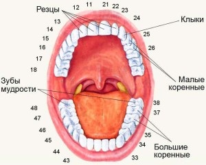 Dentiției unui adult și un copil - și decodare schema (formula) Dentiției unui adult și un copil - și circuitul de decodare