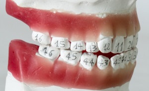 Dentiției unui adult și un copil - și decodare schema (pentru adulți) Dentiției unui adult și un copil - și circuitul de decodare
