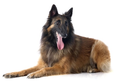 Belgian istoria Shepherd, standard, de natura și caracteristicile (foto)